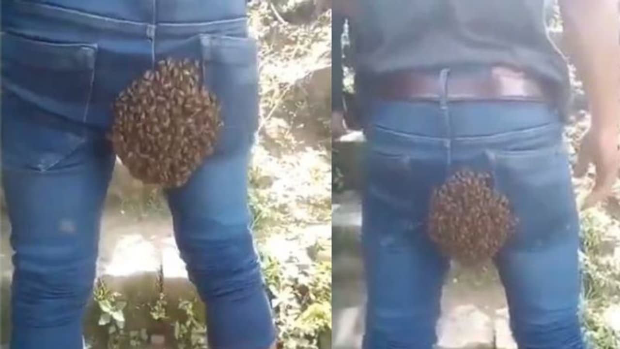 जब मधुमक्खियों ने बनाया ऐसी जगह छत्ता जब मधुमक्खियों ने बनाया ऐसी जगह छत्ता