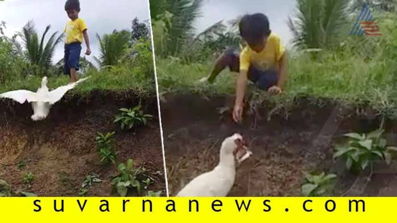 ಬಾಲಕನಿಗೆ ಚಪ್ಪಲಿ ಎತ್ತಿಕೊಟ್ಟ 'ಸ್ಮಾರ್ಟ್' ಬಾತುಕೋಳಿ: ವಿಡಿಯೋಗೆ ನೆಟ್ಟಿಗರು ಫುಲ್ ಫಿದಾ!