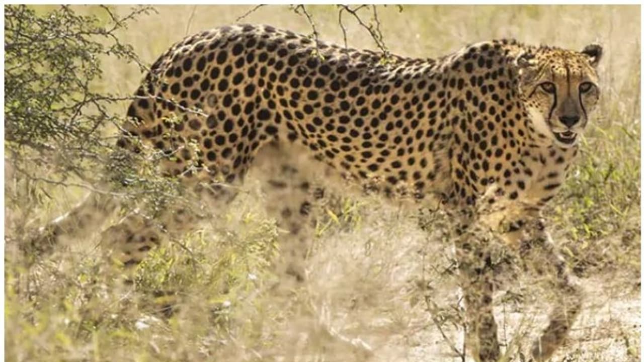 ತುಮಕೂರು: ಚಿರತೆ ದಾಳಿಗೆ ವೃದ್ಧೆ ಬಲಿ ತುಮಕೂರು: ಚಿರತೆ ದಾಳಿಗೆ ವೃದ್ಧೆ ಬಲಿ