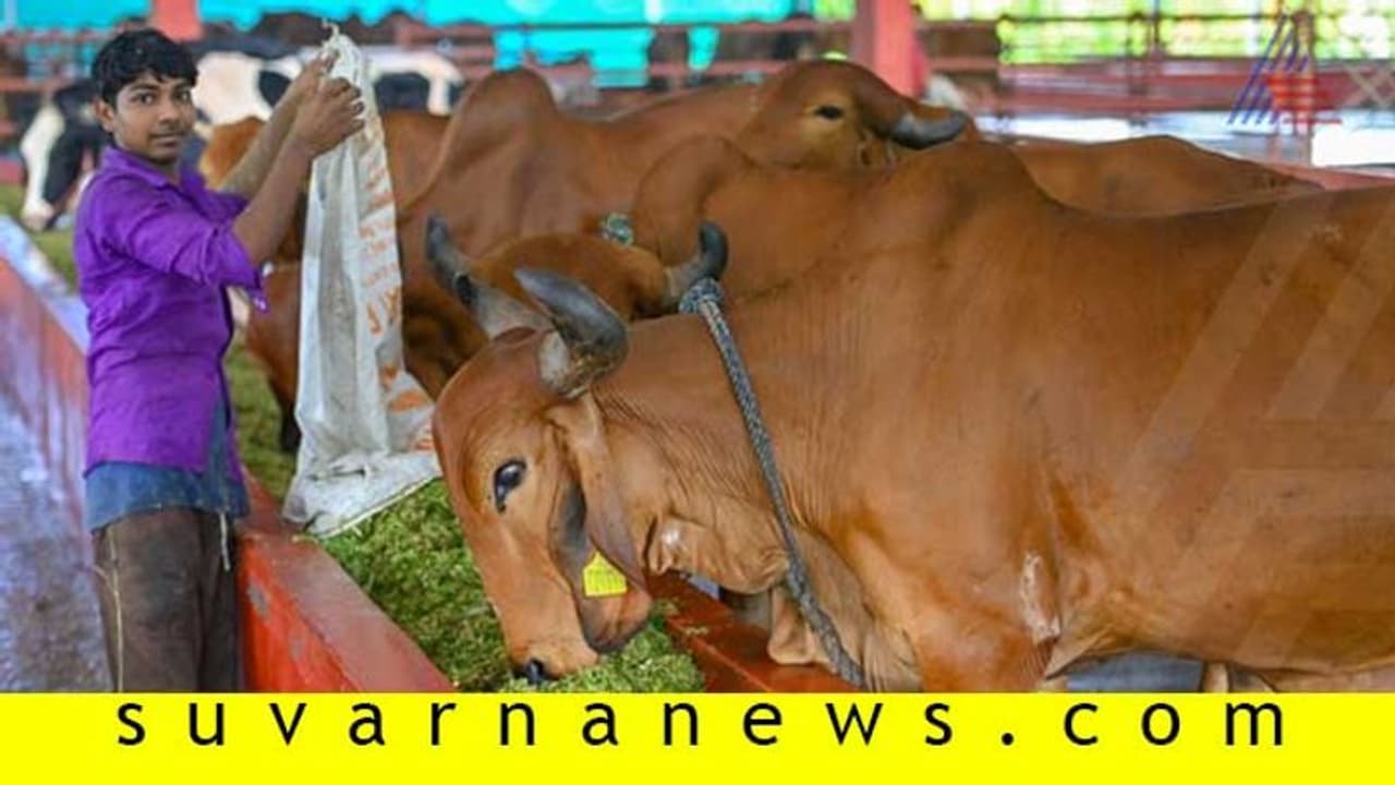 ವಿಜಯಪುರದಲ್ಲಿ ಸಿದ್ಧೇಶ್ವರ ಶ್ರೀಗಳ ಜಾತ್ರೆ: ಗಮನ ಸೆಳೆದ ಹಳ್ಳಿ ಕಾರ್ ರಾಸುಗಳು ವಿಜಯಪುರದಲ್ಲಿ ಸಿದ್ಧೇಶ್ವರ ಶ್ರೀಗಳ ಜಾತ್ರೆ: ಗಮನ ಸೆಳೆದ ಹಳ್ಳಿ ಕಾರ್ ರಾಸುಗಳು