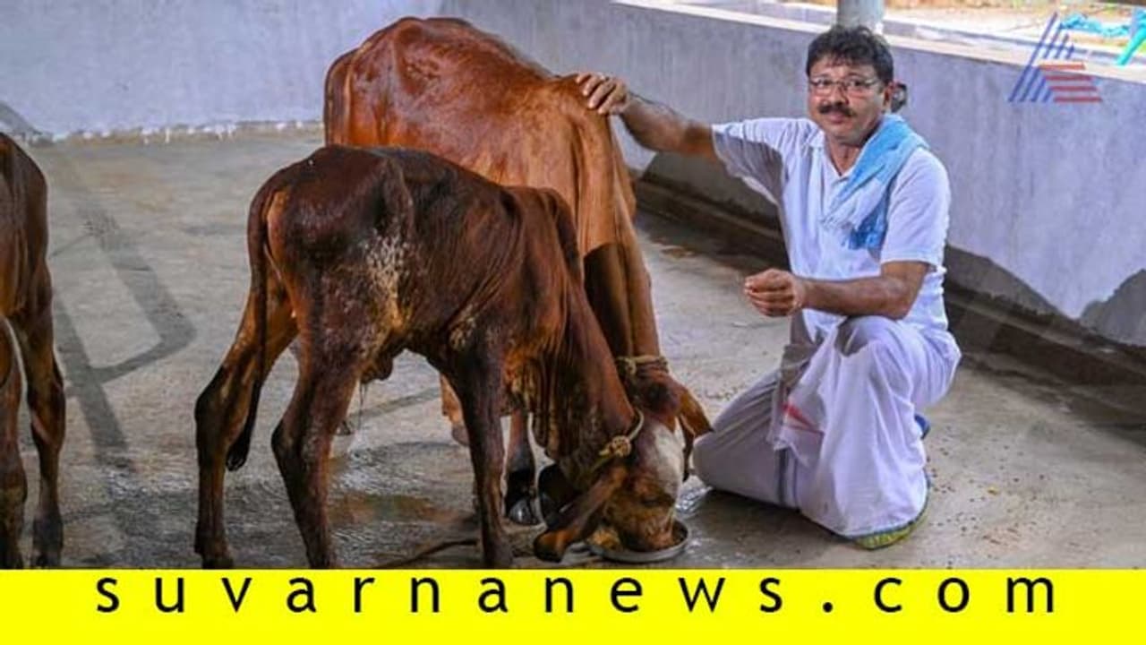 60 ಹಸು, 1000 ಲೀ ಹಾಲು;ಹಸು ಸಾಕಿದರೆ ಲಾಭವುಂಟು! 60 ಹಸು, 1000 ಲೀ ಹಾಲು;ಹಸು ಸಾಕಿದರೆ ಲಾಭವುಂಟು!