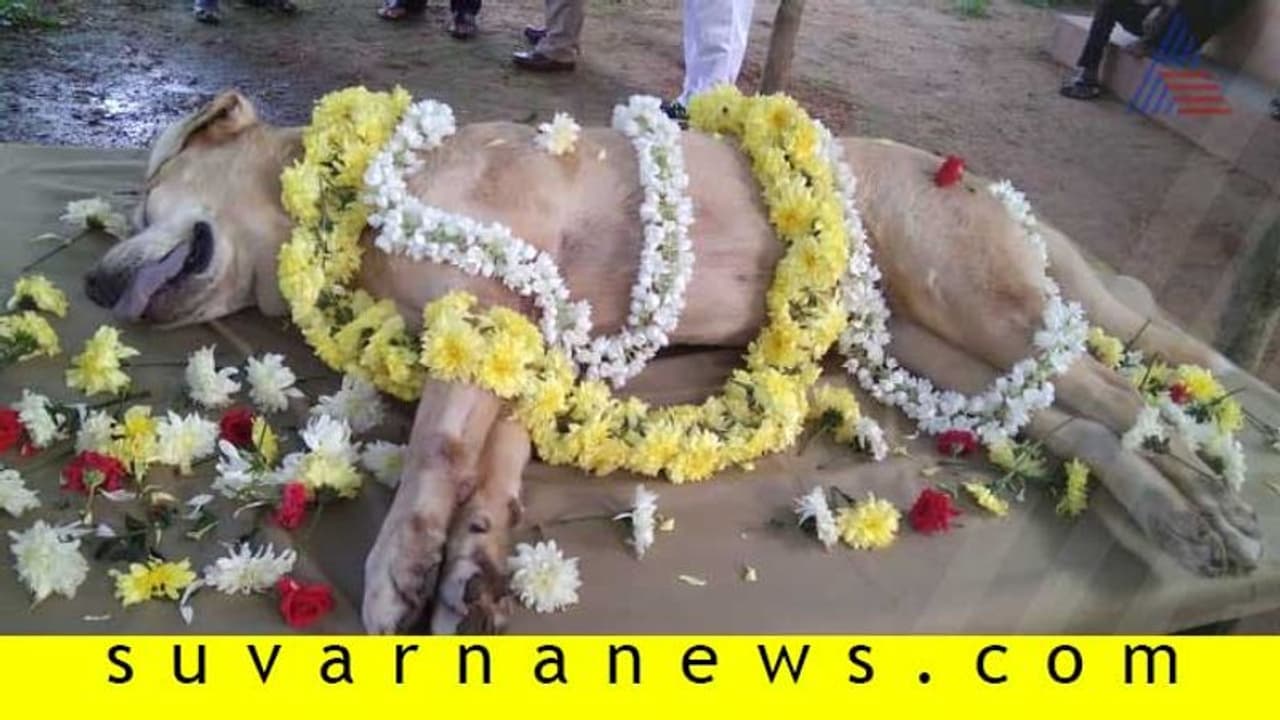 ಶಿವಮೊಗ್ಗ: ಪೊಲೀಸರ ಅಚ್ಚುಮೆಚ್ಚಿನ ರಮ್ಯಾ ಇನ್ನಿಲ್ಲ ಶಿವಮೊಗ್ಗ: ಪೊಲೀಸರ ಅಚ್ಚುಮೆಚ್ಚಿನ ರಮ್ಯಾ ಇನ್ನಿಲ್ಲ