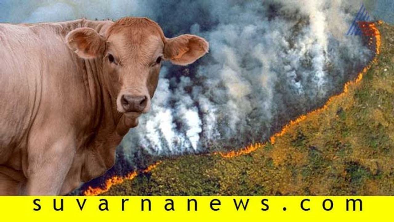 ಗೋಮಾಂಸ ಸೇವನೆಯಿಂದ ಹೆಚ್ಚುತ್ತಿದೆ ಕಾಳ್ಗಿಚ್ಚು; ಕಾಡಿಗೆ ಇಡಬೇಡಿ ಕಿಚ್ಚು! ಗೋಮಾಂಸ ಸೇವನೆಯಿಂದ ಹೆಚ್ಚುತ್ತಿದೆ ಕಾಳ್ಗಿಚ್ಚು; ಕಾಡಿಗೆ ಇಡಬೇಡಿ ಕಿಚ್ಚು!