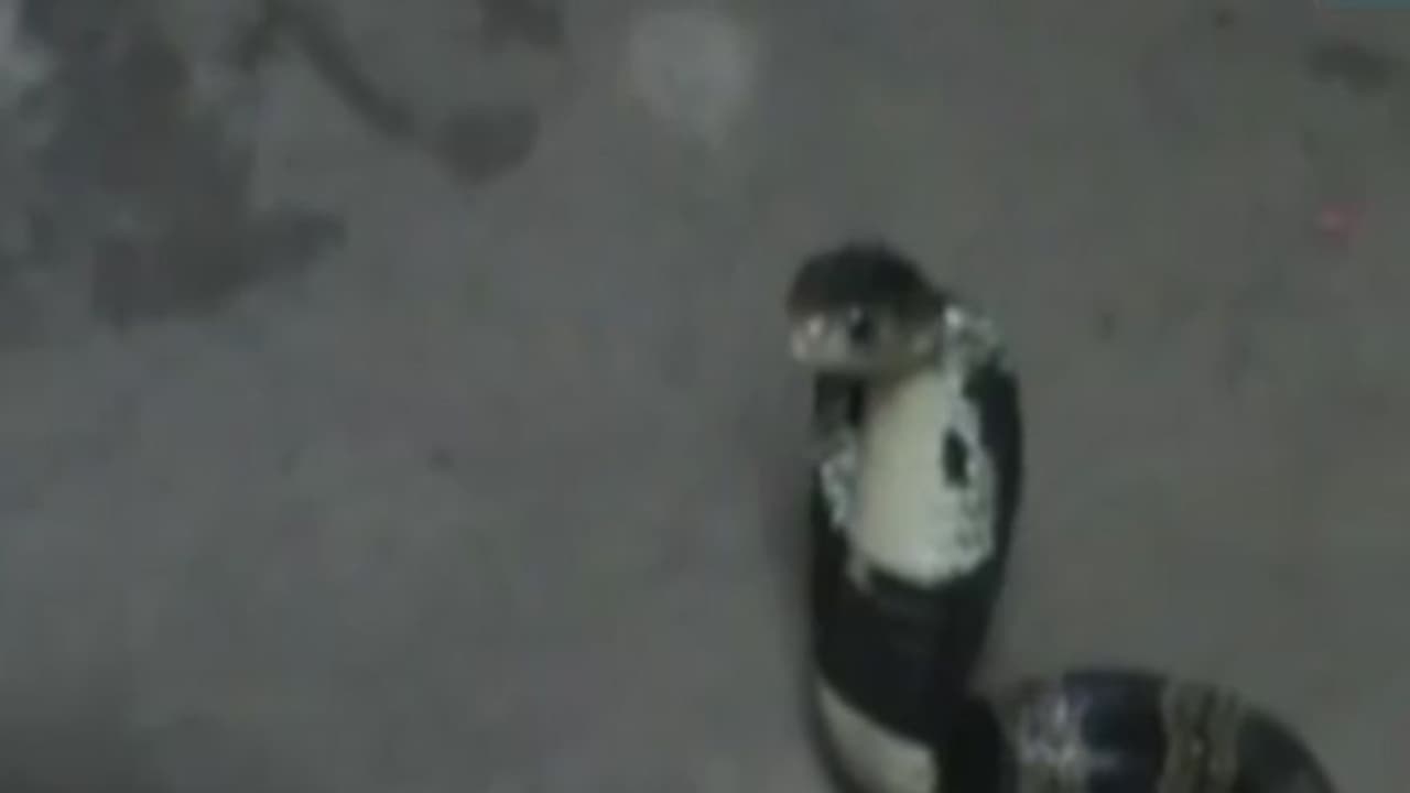 బాలుడిని కాటేసి.. గిలగిలా కొట్టుకొని చచ్చిన పాము బాలుడిని కాటేసి.. గిలగిలా కొట్టుకొని చచ్చిన పాము