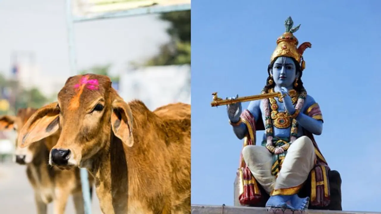 ভগবান শ্রীকৃষ্ণের কায়দায় বাঁশি বাজালেই গরু বেশি দুধ দেয়, দাবি বিজেপি বিধায়কের ভগবান শ্রীকৃষ্ণের কায়দায় বাঁশি বাজালেই গরু বেশি দুধ দেয়, দাবি বিজেপি বিধায়কের