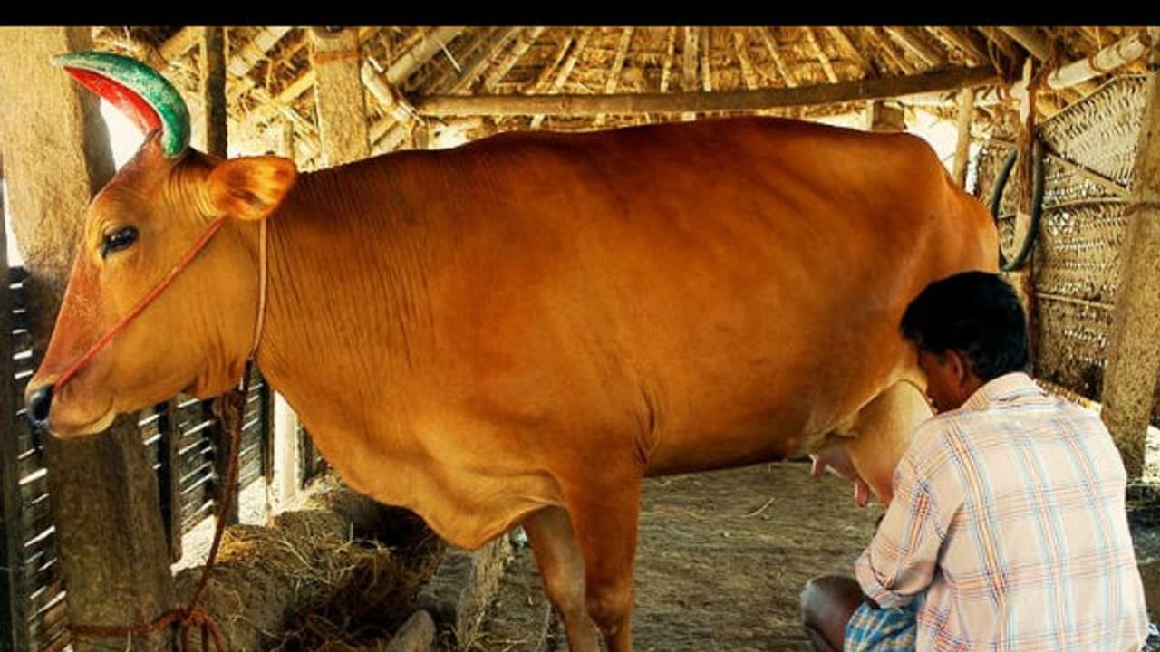 ಹೈನುಗಾರಿಕೆಗೆ ಮಾರಕವಾಗುತ್ತಾ ಕೇಂದ್ರ ಯೋಜನೆ? ಹೈನುಗಾರಿಕೆಗೆ ಮಾರಕವಾಗುತ್ತಾ ಕೇಂದ್ರ ಯೋಜನೆ?