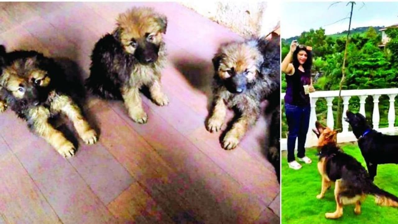 വിസ്കിയുടെയും ബ്രാണ്ടിയുടെയും കുഞ്ഞ് 'വോഡ്ക' ഇനി പൊലീസിലേക്ക് ! വിസ്കിയുടെയും ബ്രാണ്ടിയുടെയും കുഞ്ഞ് 'വോഡ്ക' ഇനി പൊലീസിലേക്ക് !