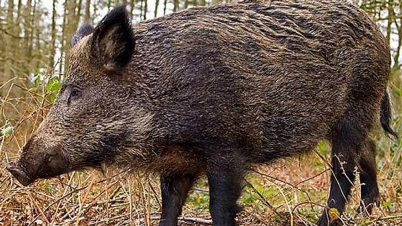 ಮಂಡ್ಯ: ಹಂದಿ ಬೇಟೆಯಾಡಿದ ನಾಲ್ವರ ಬಂಧನ ಮಂಡ್ಯ: ಹಂದಿ ಬೇಟೆಯಾಡಿದ ನಾಲ್ವರ ಬಂಧನ