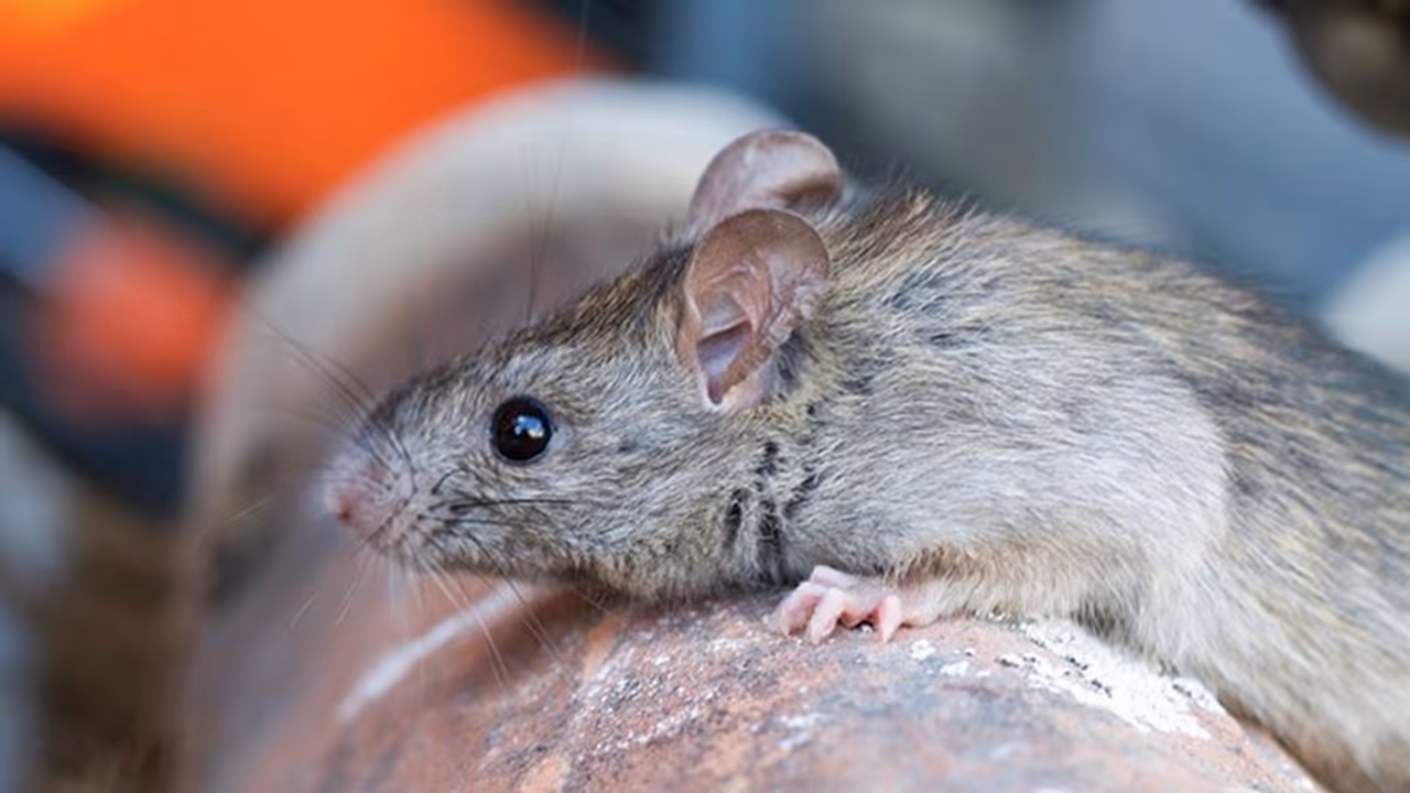 പല ജില്ലകളിലും എലിപ്പനി പടരുന്നതായി ആരോഗ്യവകുപ്പ്; എങ്ങനെ പ്രതിരോധിക്കാം പല ജില്ലകളിലും എലിപ്പനി പടരുന്നതായി ആരോഗ്യവകുപ്പ്; എങ്ങനെ പ്രതിരോധിക്കാം