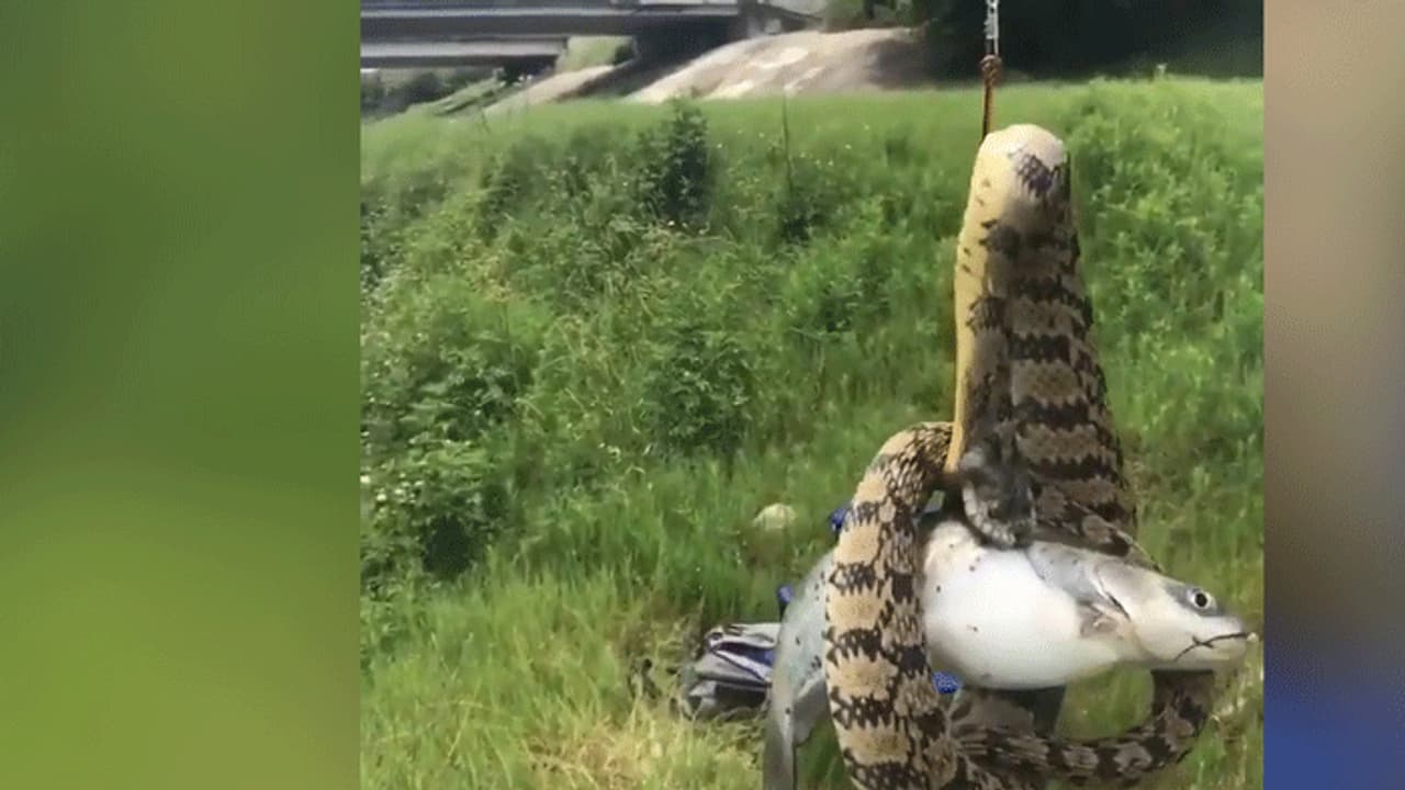 చేపకు గాలం వేస్తే.... గుండె ఆగినంత పనైంది(వీడియో) చేపకు గాలం వేస్తే.... గుండె ఆగినంత పనైంది(వీడియో)