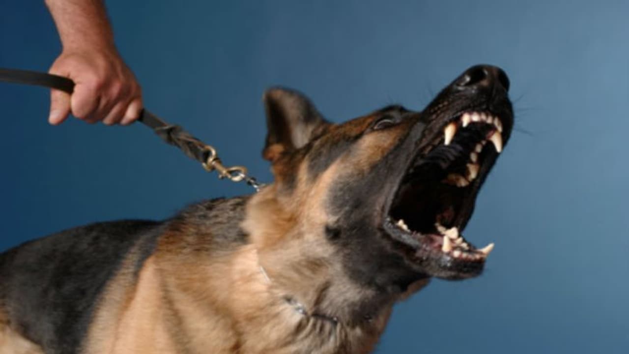 വീല്ചെയറിലിരുന്ന 51കാരിയെ കടിച്ച് കീറി നായകള്; ചെവി അറ്റുപോയി, കൈ ഒടിഞ്ഞു, ഗുരുതര പരിക്ക് വീല്ചെയറിലിരുന്ന 51കാരിയെ കടിച്ച് കീറി നായകള്; ചെവി അറ്റുപോയി, കൈ ഒടിഞ്ഞു, ഗുരുതര പരിക്ക്