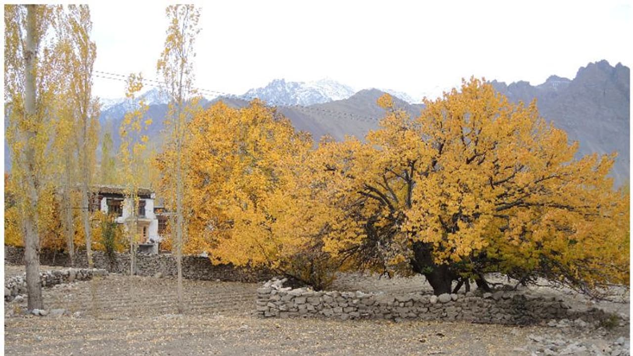കശ്മീരിനെ കുറിച്ച് വാര്ത്തകള് കേള്ക്കുമ്പോഴൊക്കെ ആദ്യം ഓര്മവരുക ആ മുഖമാണ്; കാര്ഗിലിലെ വേറിട്ട ഒരു യാത്ര കശ്മീരിനെ കുറിച്ച് വാര്ത്തകള് കേള്ക്കുമ്പോഴൊക്കെ ആദ്യം ഓര്മവരുക ആ മുഖമാണ്; കാര്ഗിലിലെ വേറിട്ട ഒരു യാത്ര