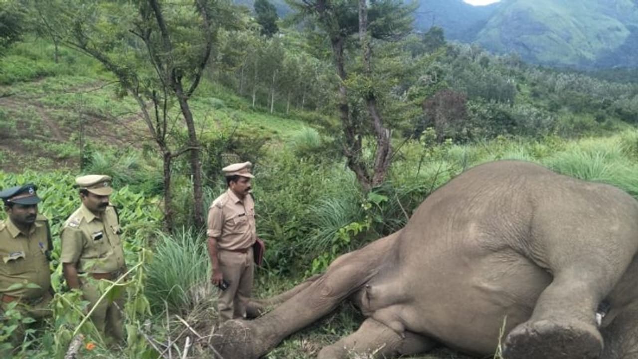 ചിന്നക്കനാലിൽ കാട്ടാനയെ ചരിഞ്ഞ നിലയിൽ കണ്ടെത്തി ചിന്നക്കനാലിൽ കാട്ടാനയെ ചരിഞ്ഞ നിലയിൽ കണ്ടെത്തി