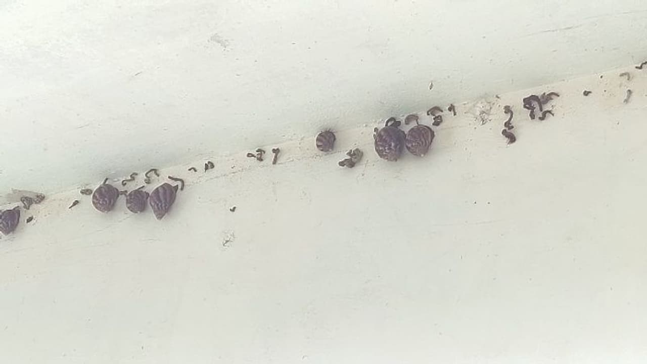 സ്റ്റേഷൻ കൈയ്യടക്കി ആഫ്രിക്കൻ ഒച്ച്; പൊറുതിമുട്ടി പൊലീസുകാർ സ്റ്റേഷൻ കൈയ്യടക്കി ആഫ്രിക്കൻ ഒച്ച്; പൊറുതിമുട്ടി പൊലീസുകാർ