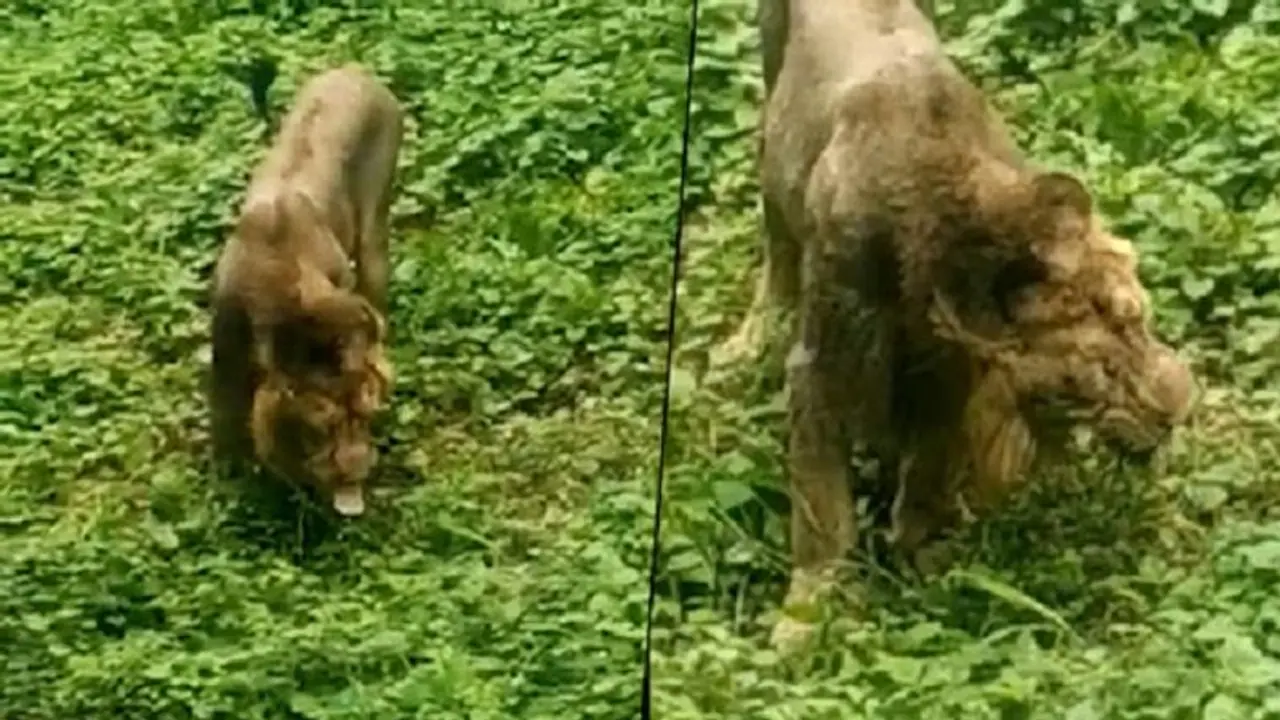 Viral video: Lion eats grass in Gujarat’s Gir forest; see what happens next