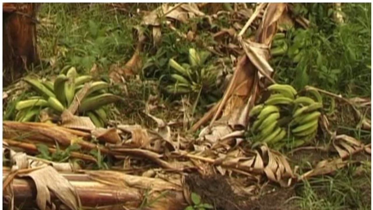 വിളനാശവും വിലയിടിച്ചിലും; ഹൈറേഞ്ചിലെ വാഴക്കര്ഷകര് ദുരിതത്തില് വിളനാശവും വിലയിടിച്ചിലും; ഹൈറേഞ്ചിലെ വാഴക്കര്ഷകര് ദുരിതത്തില്