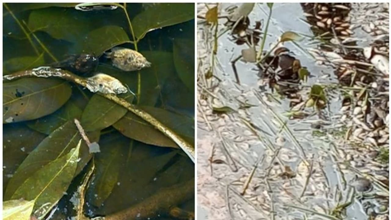 നെല്പ്പാടങ്ങള്ക്ക് സമീപം മീനുകള് ചത്തുപൊങ്ങുന്നു; മലിനജലവും രോഗങ്ങളും മൂലം വലഞ്ഞ് ചമ്പക്കുളത്തുകാര് നെല്പ്പാടങ്ങള്ക്ക് സമീപം മീനുകള് ചത്തുപൊങ്ങുന്നു; മലിനജലവും രോഗങ്ങളും മൂലം വലഞ്ഞ് ചമ്പക്കുളത്തുകാര്
