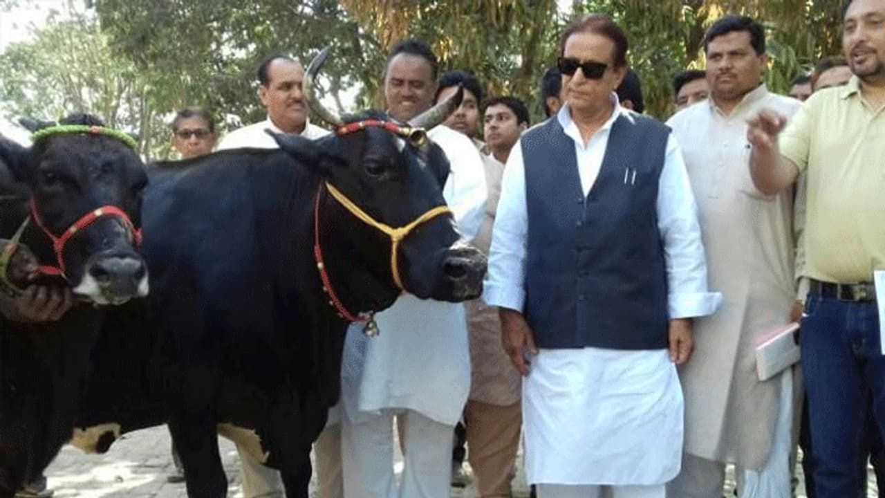 ఎంపీ అజమ్ ఖాన్ కి షాక్.. గేదె దొంగలించారంటూ కేసు