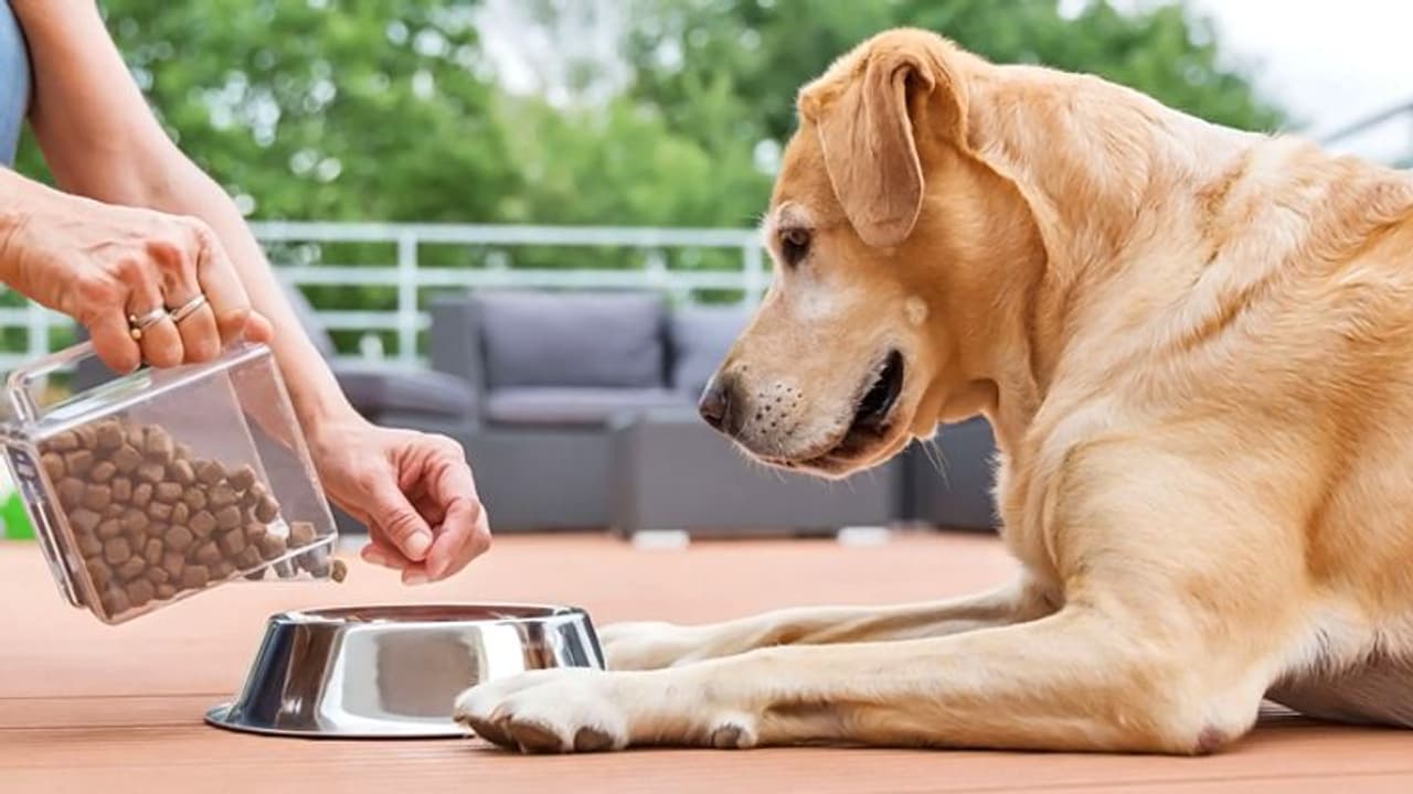 ನಾಯಿ ಸಾಕೋದ್ರಿಂದ ಹೃದಯ ಆರೋಗ್ಯವಾಗಿ ಇರುತ್ತಂತೆ!