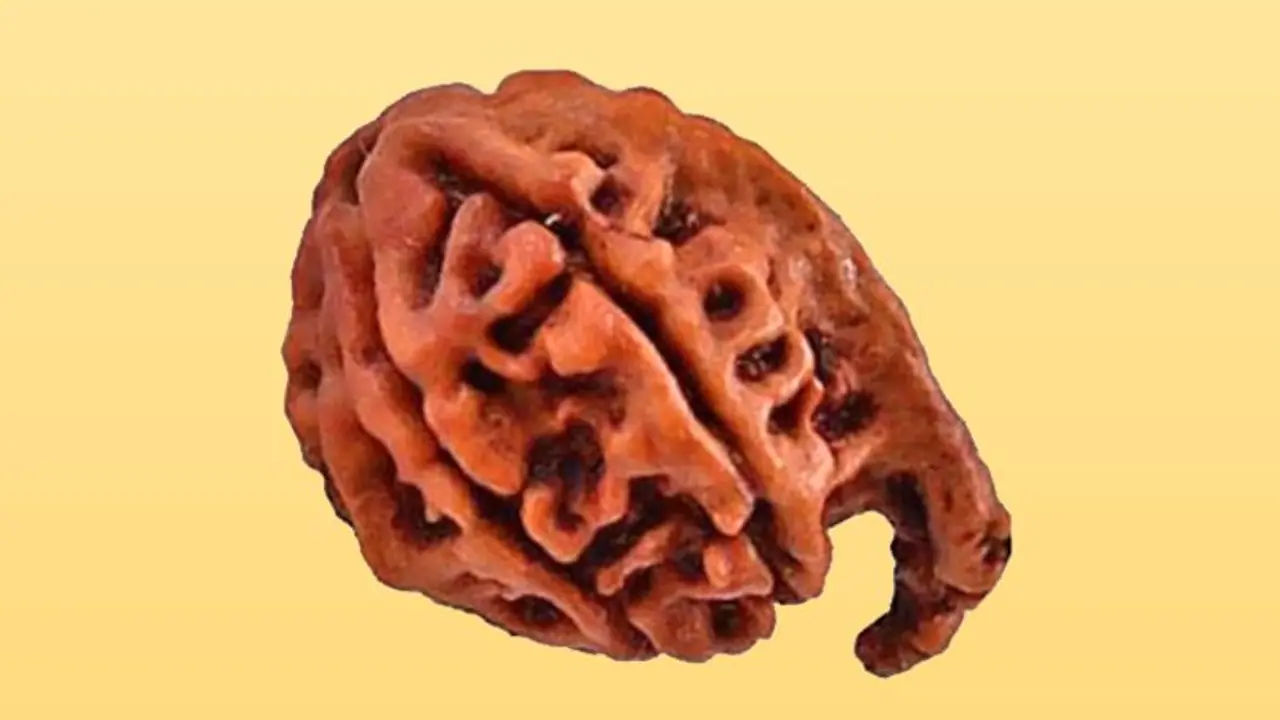 Ganesh Chaturthi:भगवान श्रीगणेश का ही रूप है ये रुद्राक्ष, जानिए इसके फायदे Ganesh Chaturthi:भगवान श्रीगणेश का ही रूप है ये रुद्राक्ष, जानिए इसके फायदे