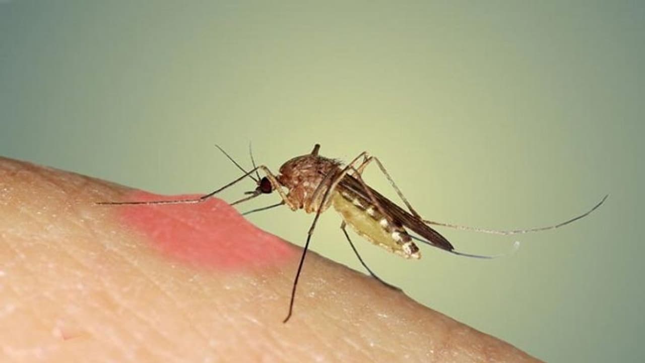 ಡೆಂಗ್ಯೂ ಮಳೆಗಾಲದಲ್ಲಿ ಕಾಡೋ ರೋಗವಲ್ಲ, ಸರ್ವಕಾಲವೂ ತರುತ್ತೆ ಕುತ್ತು ಡೆಂಗ್ಯೂ ಮಳೆಗಾಲದಲ್ಲಿ ಕಾಡೋ ರೋಗವಲ್ಲ, ಸರ್ವಕಾಲವೂ ತರುತ್ತೆ ಕುತ್ತು