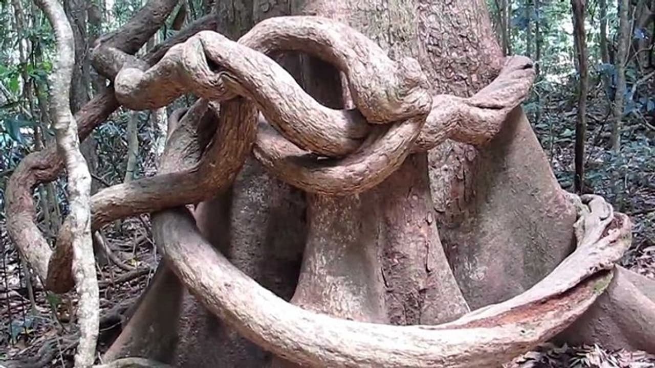 अजीबोगरीब पेड़: कोई बरसाता है पानी, कोई रोता है अजीबोगरीब पेड़: कोई बरसाता है पानी, कोई रोता है