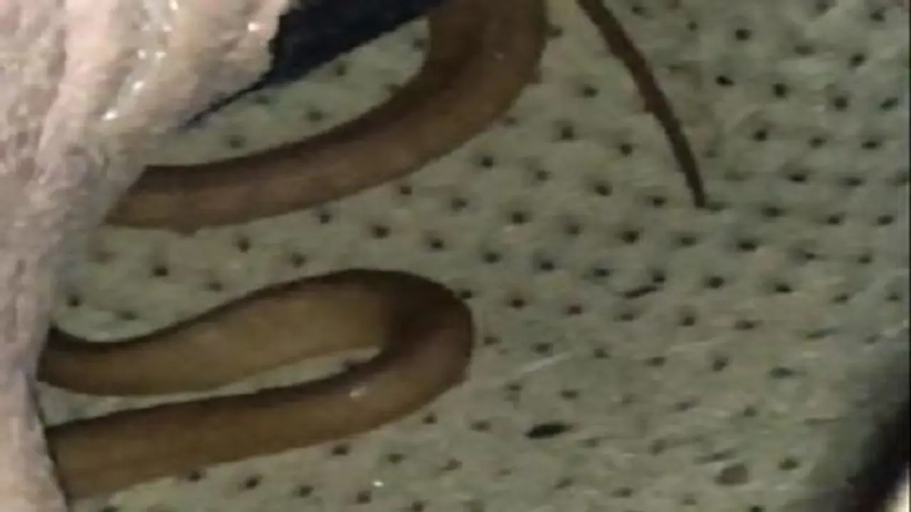 जूते में मौत बन कर छुपा था खौफनाक जीव, जानें फिर क्या हुआ जूते में मौत बन कर छुपा था खौफनाक जीव, जानें फिर क्या हुआ