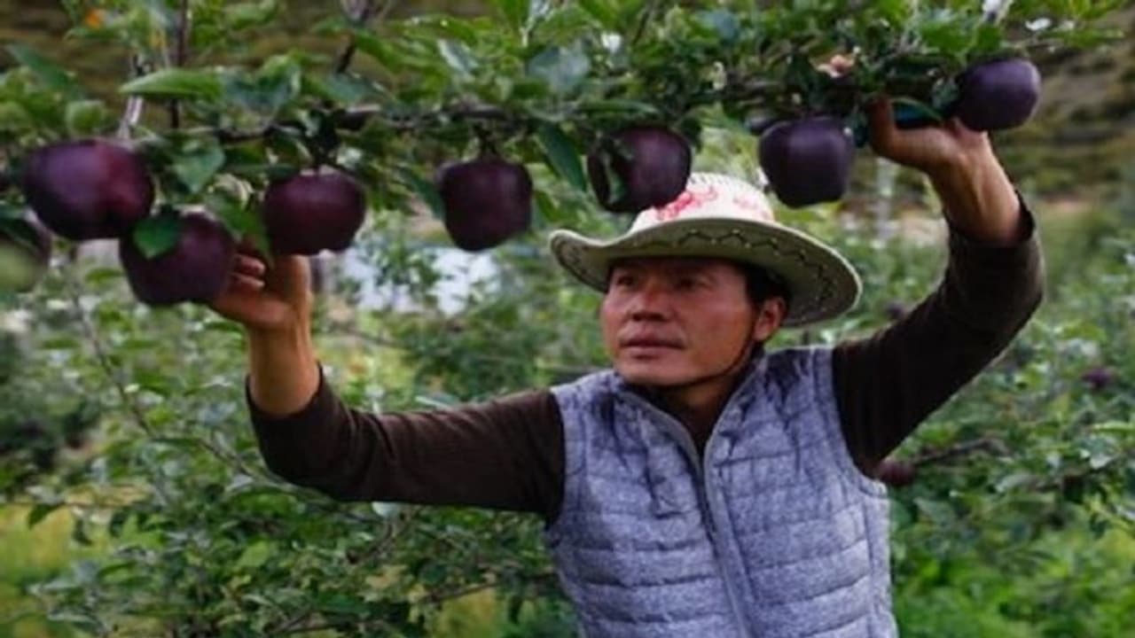 यह है दुनिया का सबसे महंगा सेब, कीमत जान कर रहे जाएंगे हैरान यह है दुनिया का सबसे महंगा सेब, कीमत जान कर रहे जाएंगे हैरान