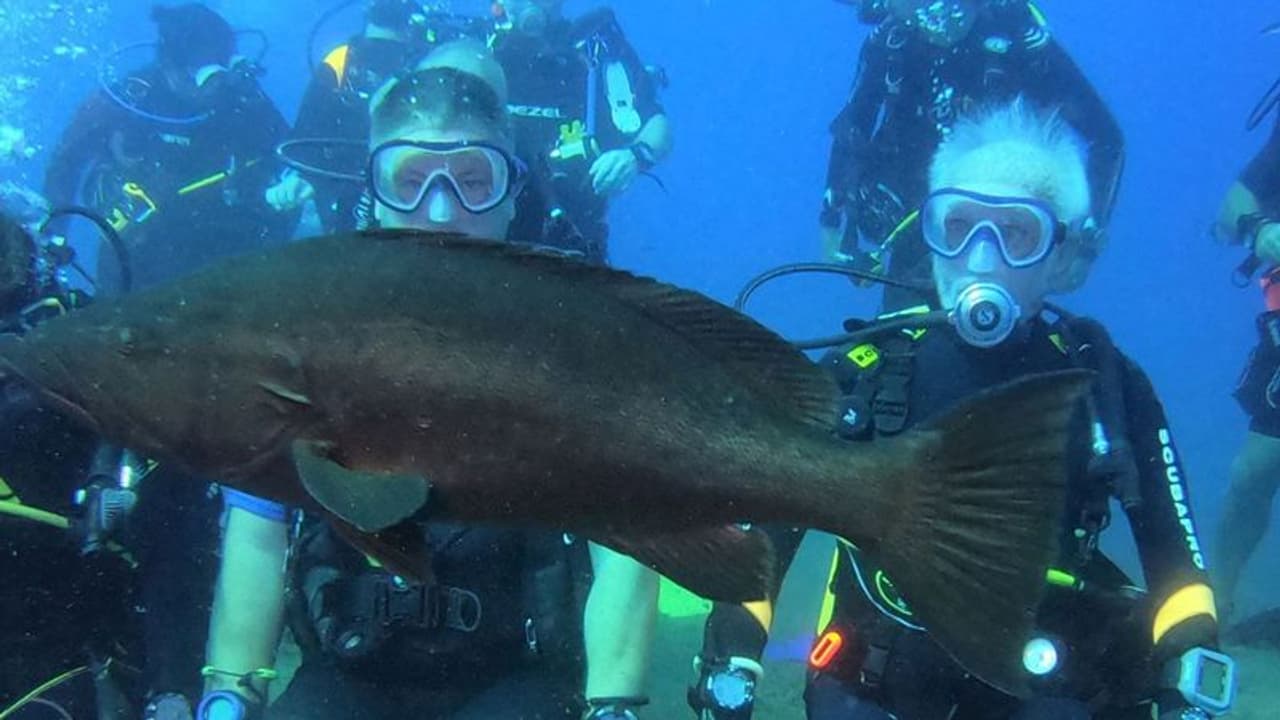 दुनिया के सबसे उम्रदराज 96 साल के स्कूबा डाइवर ने तोड़ा अपना ही रिकॉर्ड दुनिया के सबसे उम्रदराज 96 साल के स्कूबा डाइवर ने तोड़ा अपना ही रिकॉर्ड