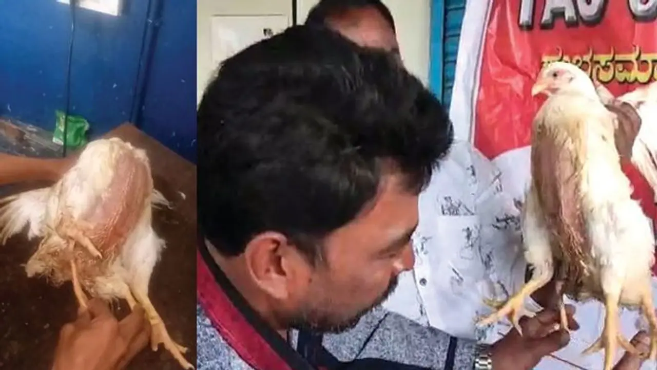 ಚಿಕ್ಕಮಗಳೂರು : ಚಿಕನ್ ಅಂಗಡಿಯಲ್ಲೊಂದು ವಿಶೇಷ ಕೋಳಿ ಚಿಕ್ಕಮಗಳೂರು : ಚಿಕನ್ ಅಂಗಡಿಯಲ್ಲೊಂದು ವಿಶೇಷ ಕೋಳಿ