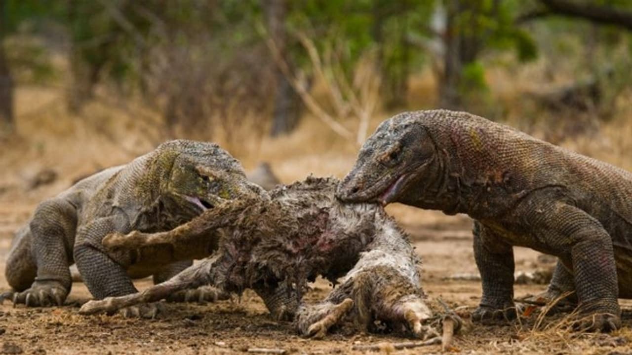 मात्र 4 महीने बाद बंद हो जाएगी ये जगह, जहरीली छिपकलियों के लिए है बदनाम