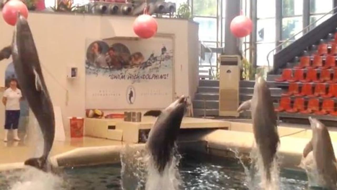 9 दिन की डॉलफिन से करवाते थे स्टंट्स, वाटर पार्क में ऐसा हुआ अंजाम 9 दिन की डॉलफिन से करवाते थे स्टंट्स, वाटर पार्क में ऐसा हुआ अंजाम