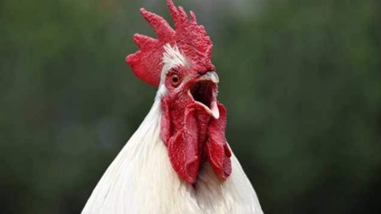 വളര്‍ത്തുകോഴി കൊത്തി; ഞരമ്പ് മുറിഞ്ഞ് വൃദ്ധയ്ക്ക് ദാരുണാന്ത്യം