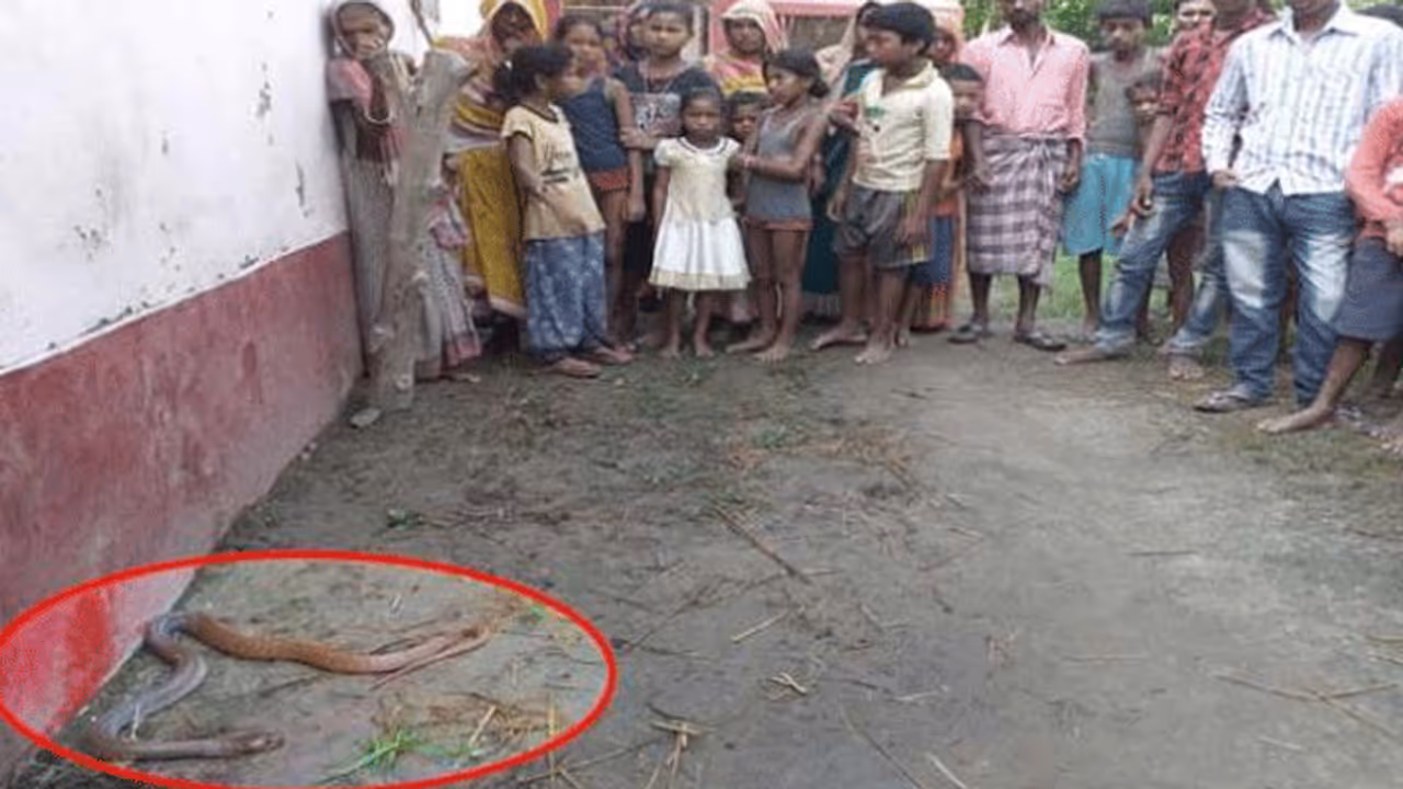 किसान को काटने के बाद सांप की मौत, एक सूझबूझ से बचा ली युवक ने अपनी जान किसान को काटने के बाद सांप की मौत, एक सूझबूझ से बचा ली युवक ने अपनी जान
