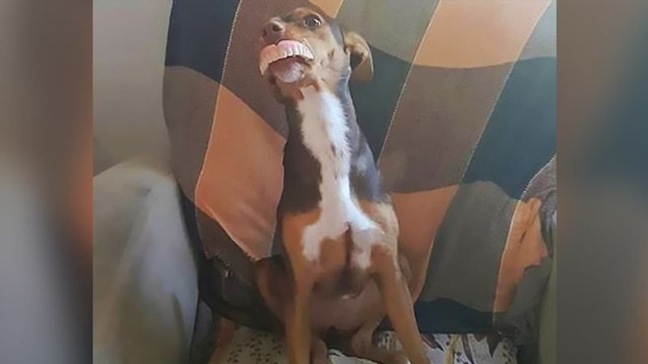 रात में नॉर्मल था कुत्ता, सुबह मिला इस हाल में