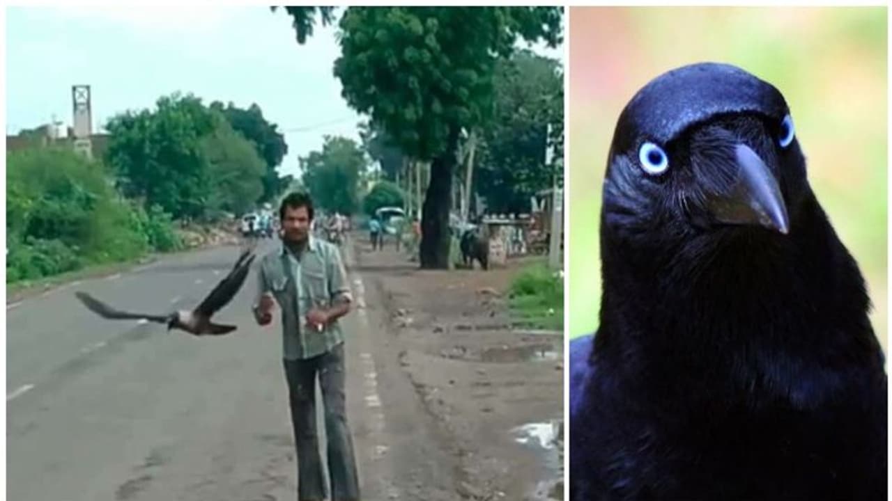 ഒരൊന്നൊന്നര പ്രതികാരം; മൂന്ന് വര്ഷമായി യുവാവിനെ വിടാതെ കാക്കകള്, കാരണമിതാണ് ഒരൊന്നൊന്നര പ്രതികാരം; മൂന്ന് വര്ഷമായി യുവാവിനെ വിടാതെ കാക്കകള്, കാരണമിതാണ്