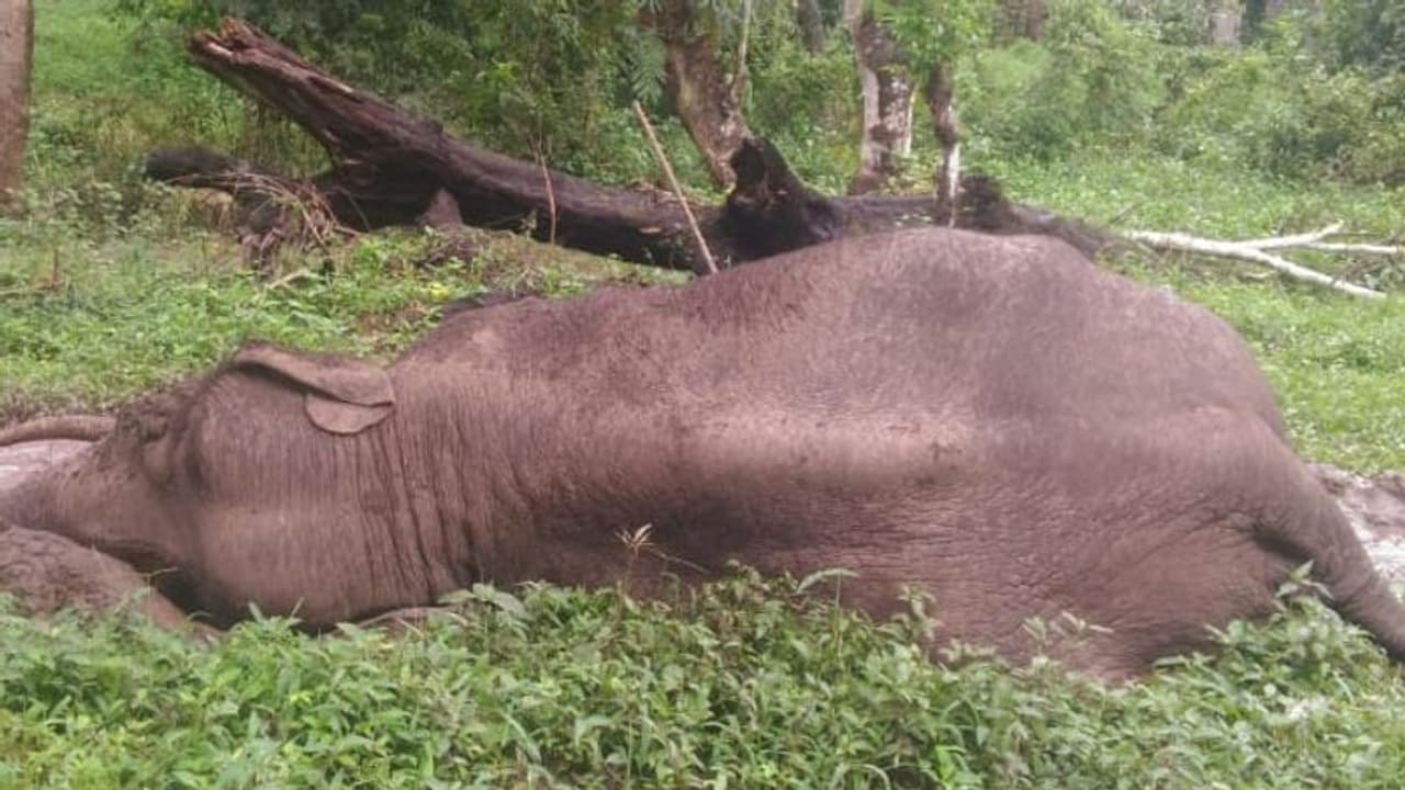 ಕೊಡಗು : ಅನಾರೋಗ್ಯದಿಂದ ನರಳುತ್ತಿರುವ ಕಾಡಾನೆ ಬಗ್ಗೆ ಅರಣ್ಯ ಇಲಾಖೆ ನಿರ್ಲಕ್ಷ್ಯ ಕೊಡಗು : ಅನಾರೋಗ್ಯದಿಂದ ನರಳುತ್ತಿರುವ ಕಾಡಾನೆ ಬಗ್ಗೆ ಅರಣ್ಯ ಇಲಾಖೆ ನಿರ್ಲಕ್ಷ್ಯ