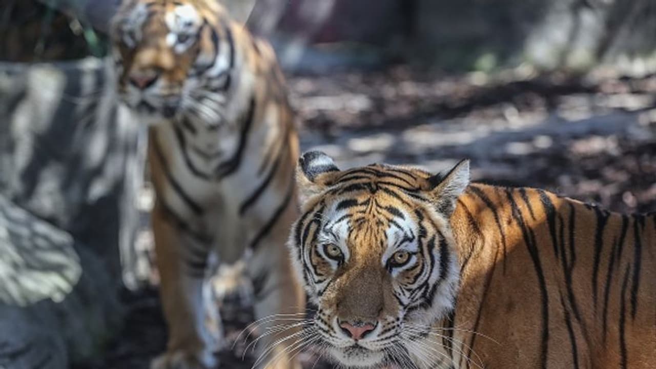 Royal Bengal Tiger in Sunderban: সুন্দরবনে বাঘের সংখ্যা জানতে শুরু ক্যামেরা ট্রাপিং