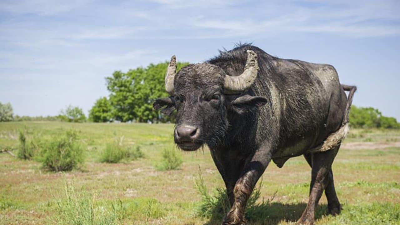 దున్నపోతుకి డీఎన్ఏ టెస్టు... రెండు గ్రామాల డిమాండ్