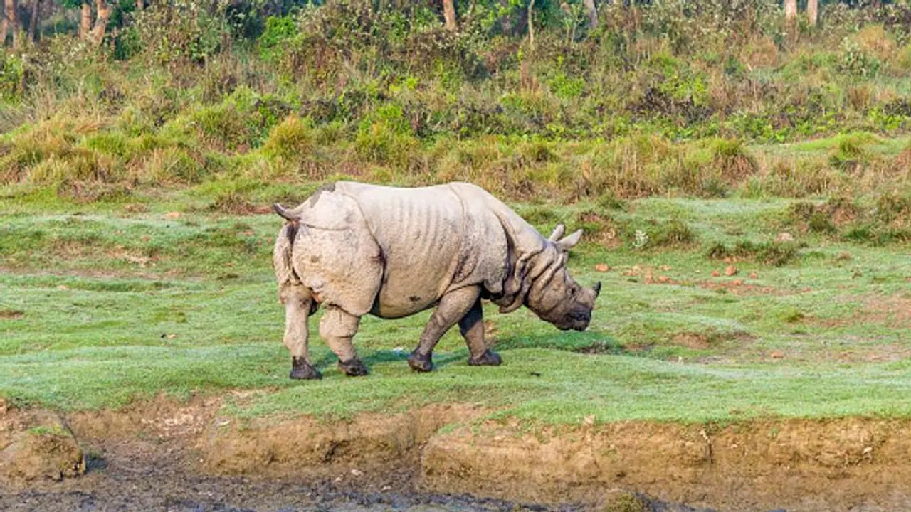 কয়েক ঘণ্টার ব্যবধানে দুটি গণ্ডারের রহস্যমৃত্যু, অ্যানথ্র্যাক্স আতঙ্ক জলদাপাড়ায় কয়েক ঘণ্টার ব্যবধানে দুটি গণ্ডারের রহস্যমৃত্যু, অ্যানথ্র্যাক্স আতঙ্ক জলদাপাড়ায়