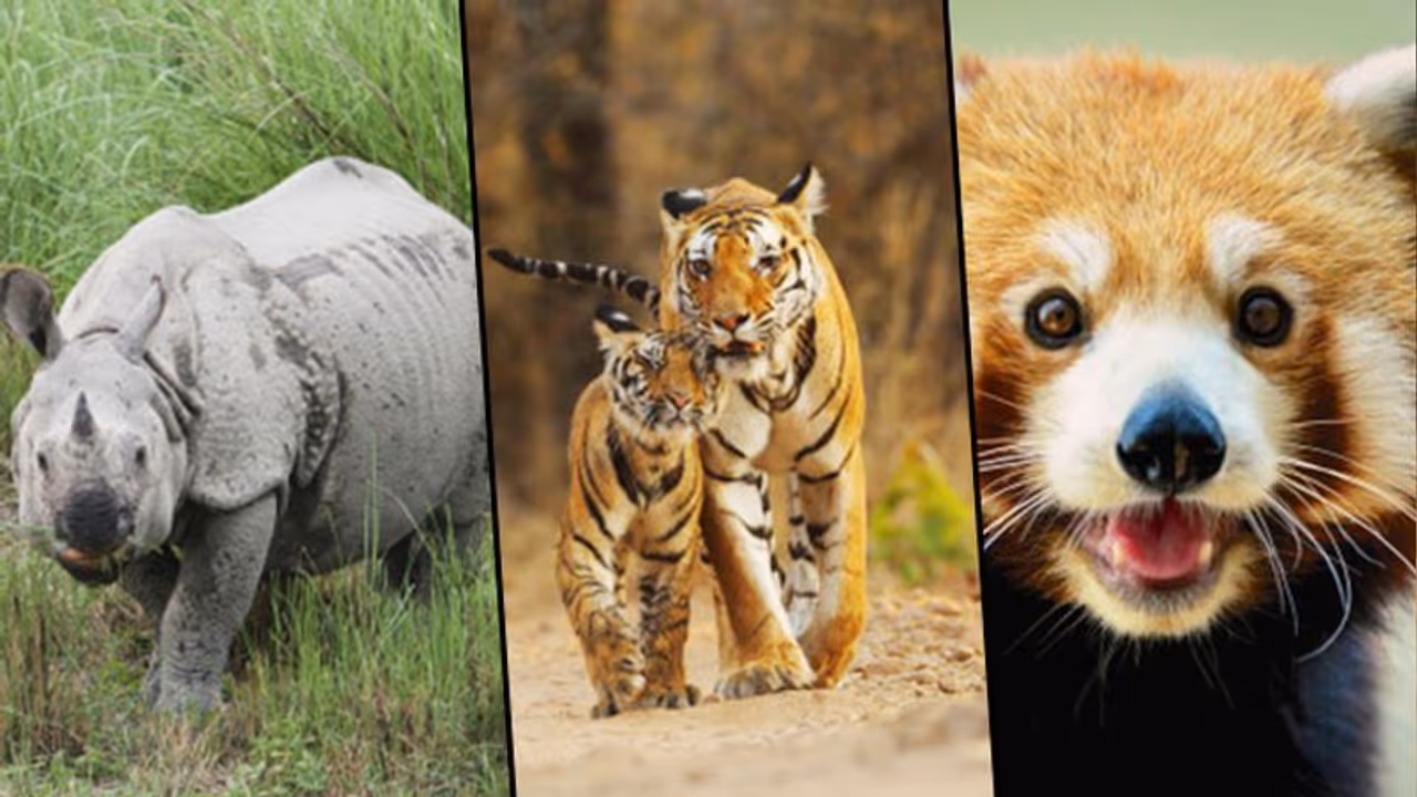 National Wildlife Day: Here are 6 animals on the brink of extinction National Wildlife Day: Here are 6 animals on the brink of extinction