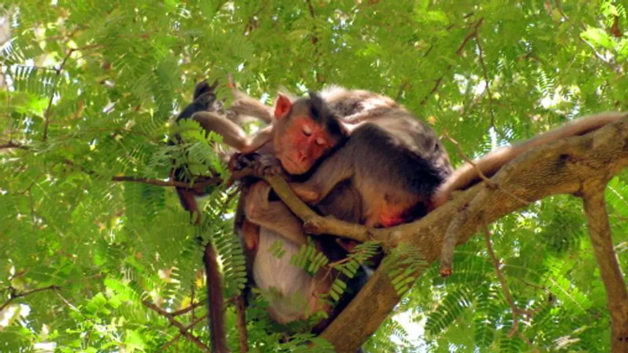 Visit these five places in Bengaluru if you want to see the true spirit of wildlife Visit these five places in Bengaluru if you want to see the true spirit of wildlife