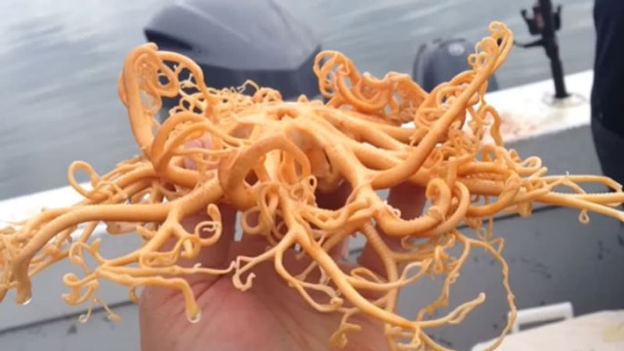 വേരാണെന്ന് കരുതി, പിന്നെ അനങ്ങിത്തുടങ്ങി; 'വിചിത്ര'ജീവിയുടെ വീഡിയോ...