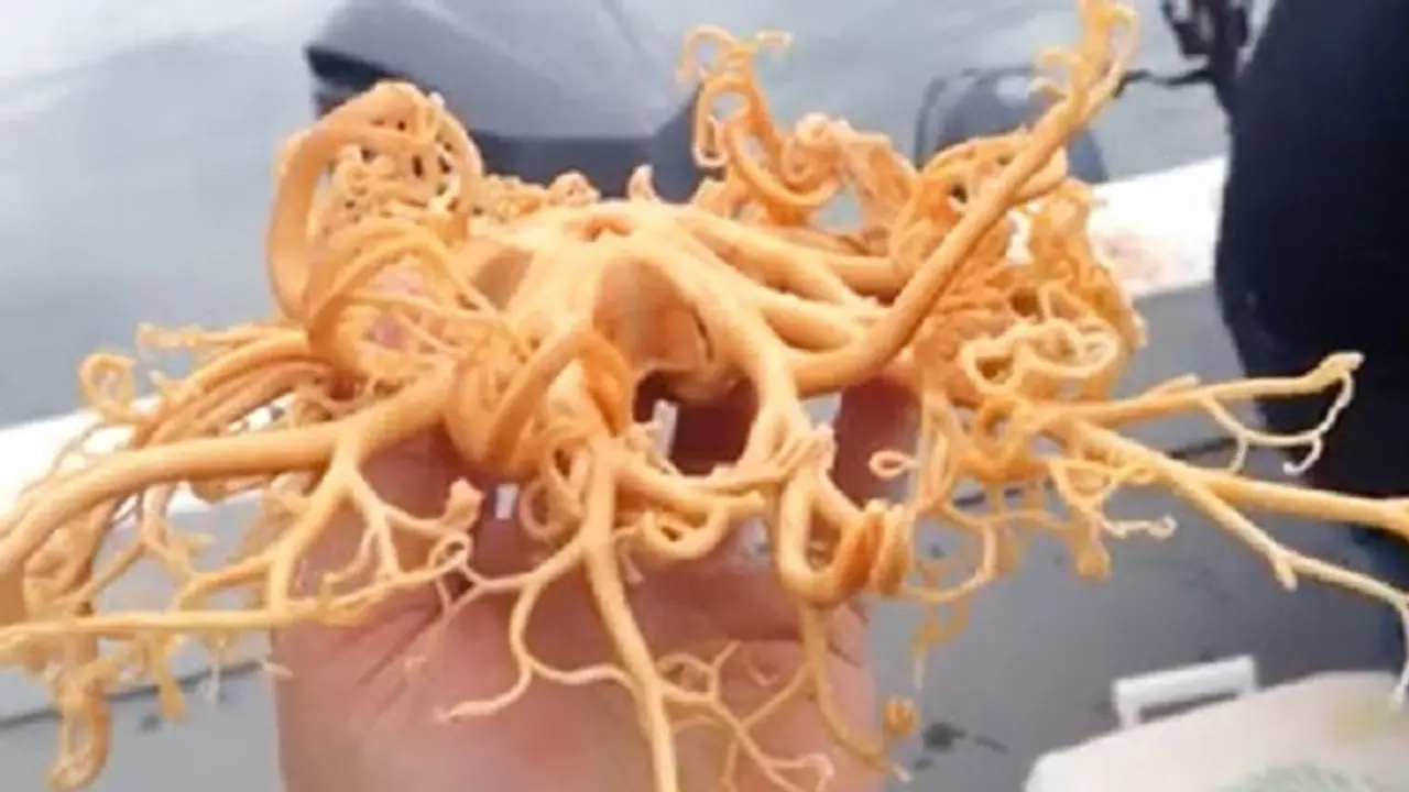 Video of 'alien sea creature' caught off Alaskan coast goes viral