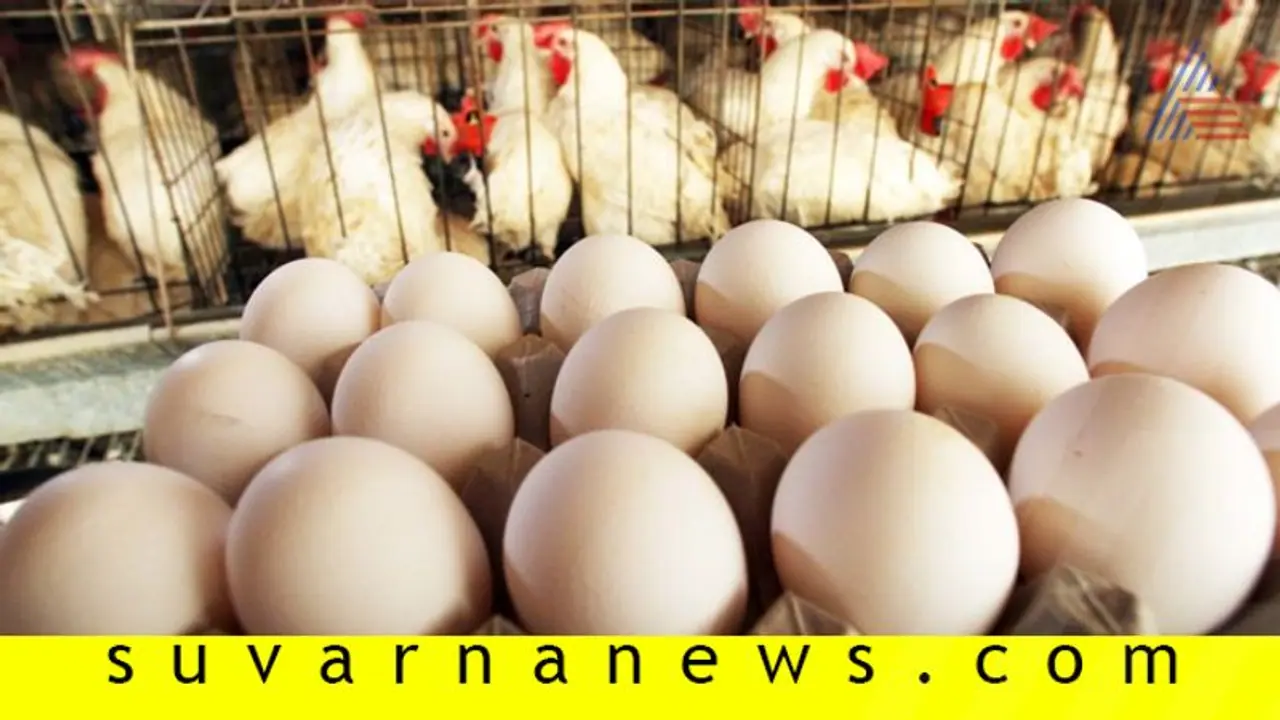 ಚಿಕನ್ ದರ ಮೇಲೆತ್ತಲು 1 ಕೋಟಿ ಕೋಳಿ ಮೊಟ್ಟೆ ನಾಶಕ್ಕೆ ನಿರ್ಧಾರ! ಚಿಕನ್ ದರ ಮೇಲೆತ್ತಲು 1 ಕೋಟಿ ಕೋಳಿ ಮೊಟ್ಟೆ ನಾಶಕ್ಕೆ ನಿರ್ಧಾರ!