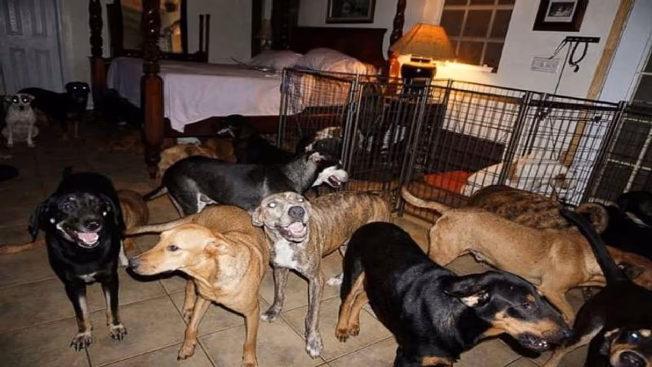 ये महिला है 97 कुत्तों की मां ये महिला है 97 कुत्तों की मां