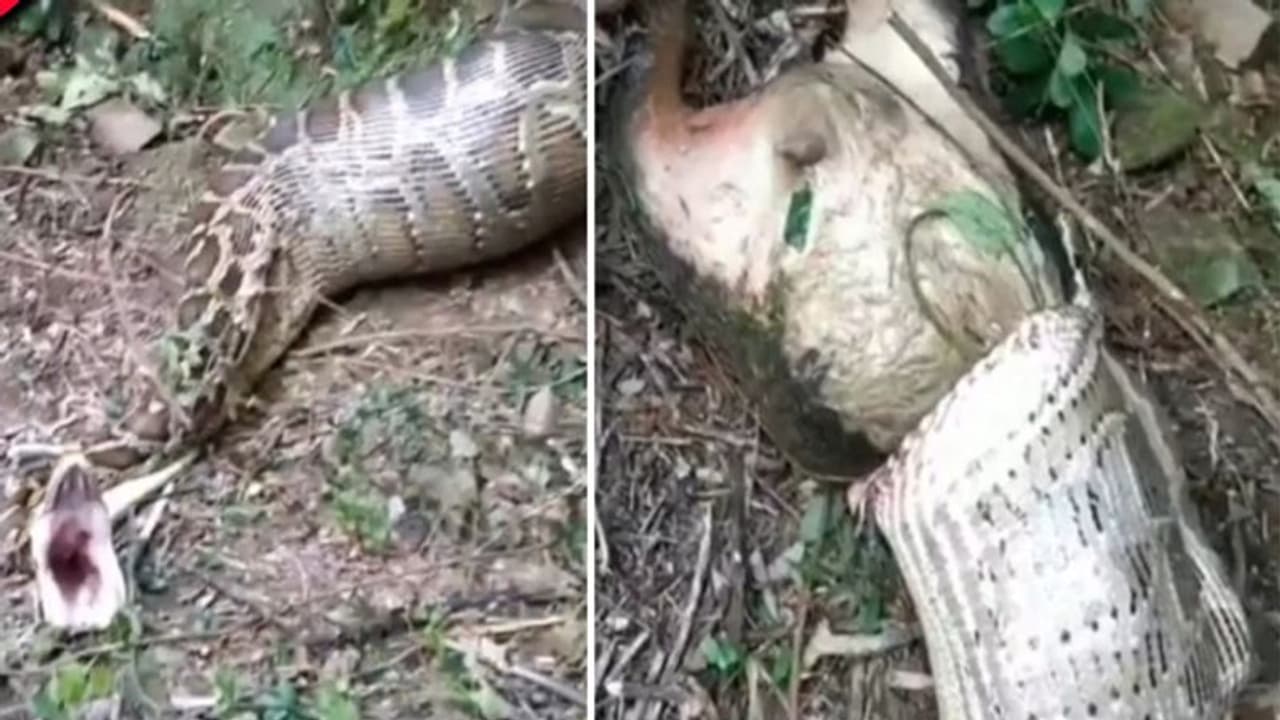 अजगर ने निगल लिया 40 किलो का बकरा, थोड़ी देर में हो गई ऐसी हालत अजगर ने निगल लिया 40 किलो का बकरा, थोड़ी देर में हो गई ऐसी हालत