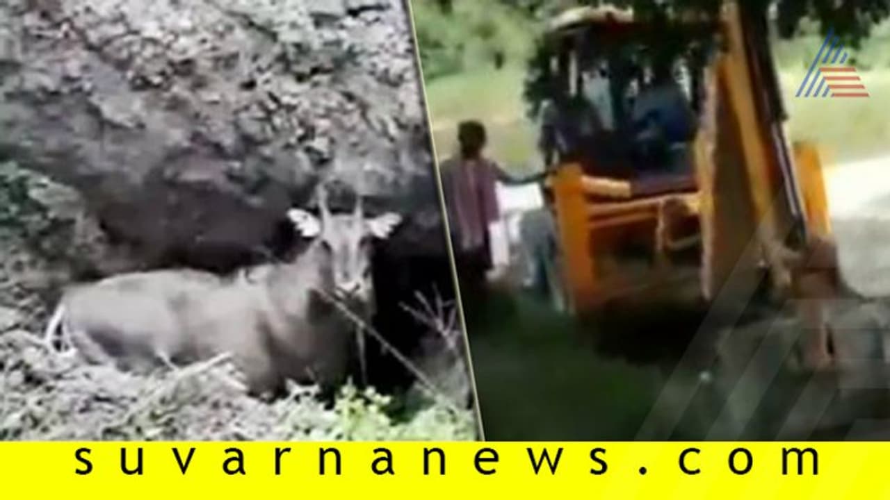 ಹಸಿವಿನಿಂದ ಬೆಳೆ ತಿಂದ ನೀಲಿಜಿಂಕೆ ಜೀವಂತ ಸಮಾಧಿ: ಮೂಕಪ್ರಾಣಿಗೆ ಇದೆಂತಾ ಶಿಕ್ಷೆ? ಹಸಿವಿನಿಂದ ಬೆಳೆ ತಿಂದ ನೀಲಿಜಿಂಕೆ ಜೀವಂತ ಸಮಾಧಿ: ಮೂಕಪ್ರಾಣಿಗೆ ಇದೆಂತಾ ಶಿಕ್ಷೆ?