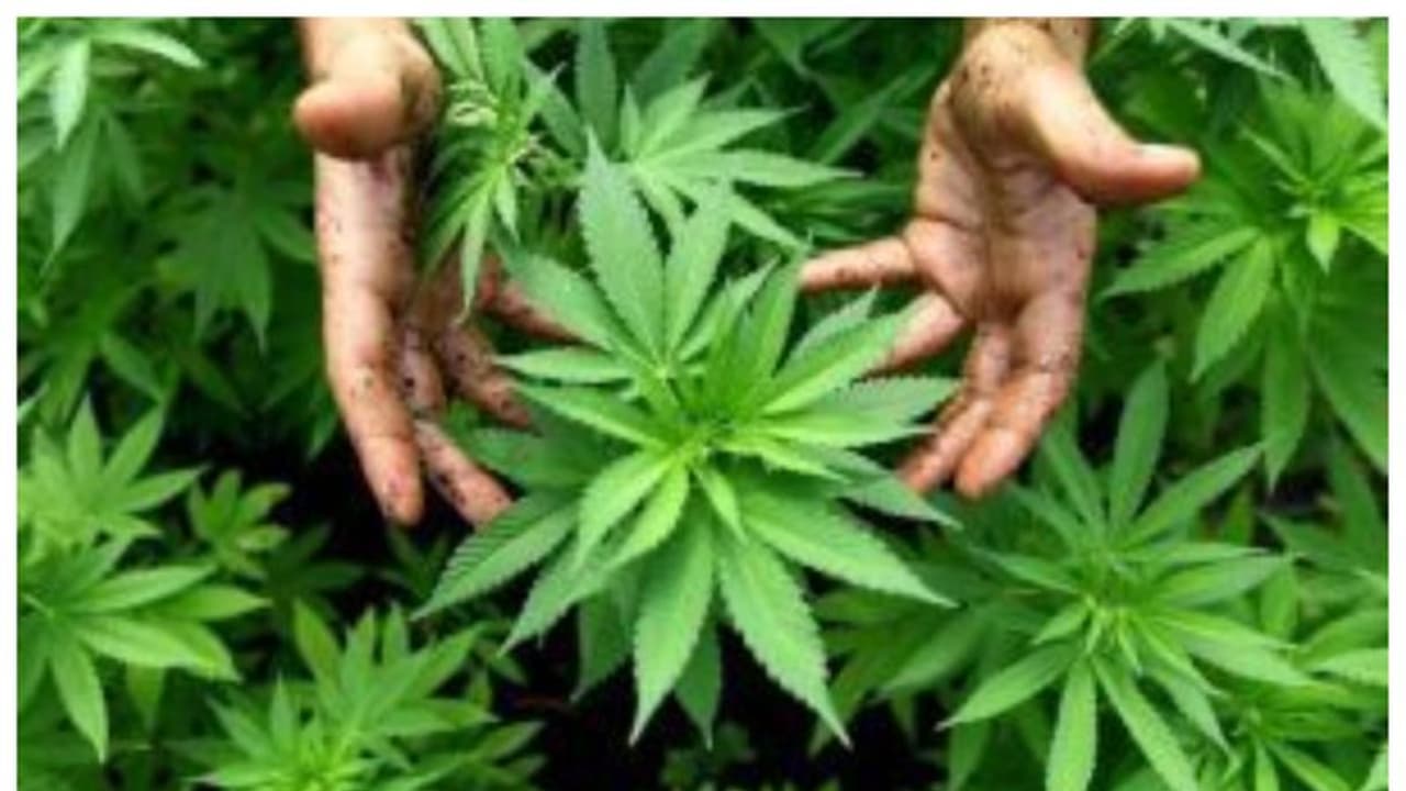 ಗಾಂಜಾ ಸೇವಿಸಿದ್ದ ಮಣಿಪಾಲದ 9 ವಿದ್ಯಾರ್ಥಿಗಳ ಬಂಧನ