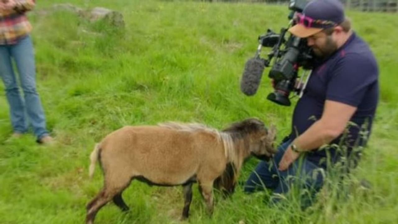 'എന്റെ വീഡിയോ പകര്ത്തുന്നോ!' ബിബിസി ക്യാമറാമാനെ ഇടിച്ചിട്ട് ആട് 'എന്റെ വീഡിയോ പകര്ത്തുന്നോ!' ബിബിസി ക്യാമറാമാനെ ഇടിച്ചിട്ട് ആട്